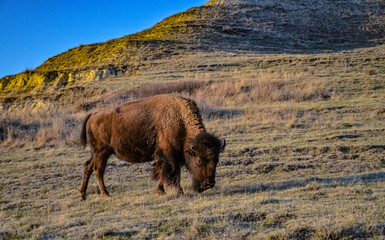 The American bison or buffalo (Bison bison). The Theodore Roosevelt National Park, North Dakota