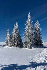 Winter view of Platoto region at Vitosha Mountain, Bulgaria
