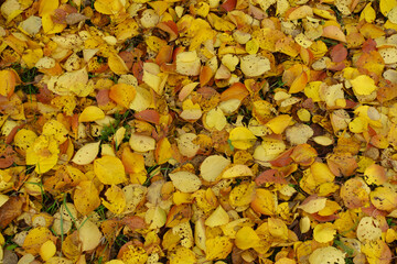 Multicolored fallen leaves of apricot in October