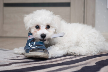 A little white Bichon Frize look in camera indoors. Bolognese puppy