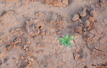 Small green plant growing in arid cracked soil. Top view, selective focus. Hope, survival and strength concept.
