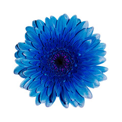 Beautifully blooming blue gerbera flowers isolated on white background. With clipping path