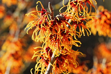 Zaubernuss - Hamamelis