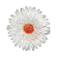 Beautifully blooming white gerbera flowers isolated on white background. With clipping path