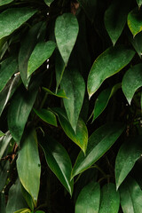 Greenery, beautiful plant, nature green