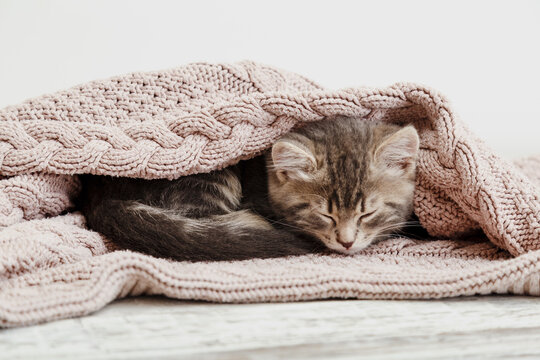 Baby cat curled up and sleep on cozy pink blanket. Fluffy tabby kitten snoozing comfortably on knitted bed. Kitten lying, relaxing
