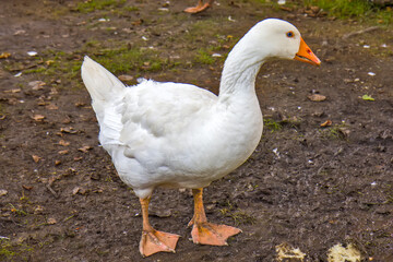 White goose in the mud