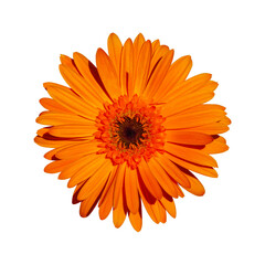 Beautifully blooming orange gerbera flowers isolated on white background. With clipping path