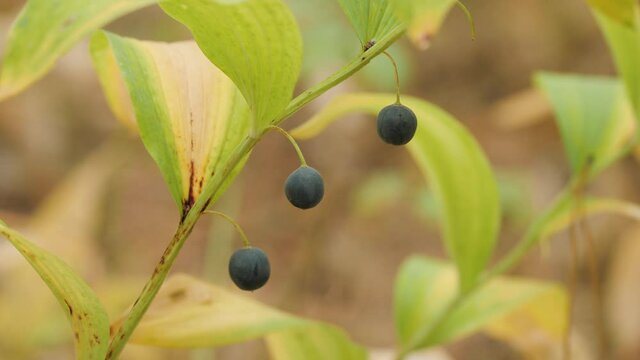 Polygonatum odoratum (angular Solomon's seal) with fruits in a mixed forest.
