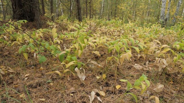 Polygonatum odoratum (angular Solomon's seal) with fruits in a mixed forest.