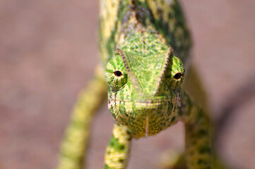Chameleon Eye