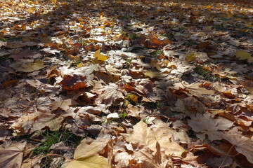 Dead leaves of maple on the ground in mid October