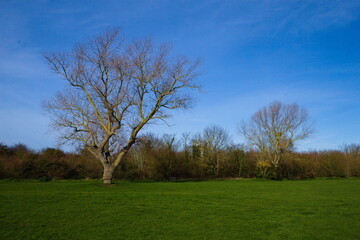 Leafless lime/linden tree in the field, foliage in the background, blue sky, winter, Kent, UK
