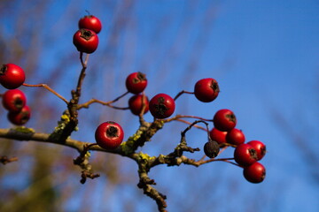 Leafless branch with hawthorn berries against blue sky, winter, Kent, UK