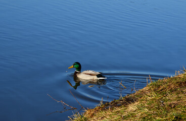 in winter, the mallard often swims in ponds near domestic birds, such as geese and chickens....