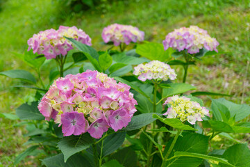 ピンク色のアジサイ