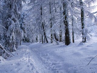 Fototapeta na wymiar Photo of the tourist trail in winter