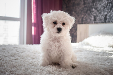 A little white Bichon Frize look in camera indoors. Bolognese puppy