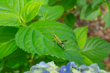 アジサイの葉に止まるミカドフキバッタ