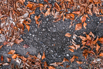 Background natural framing of dried leaves with beautifull orange colour over tar background