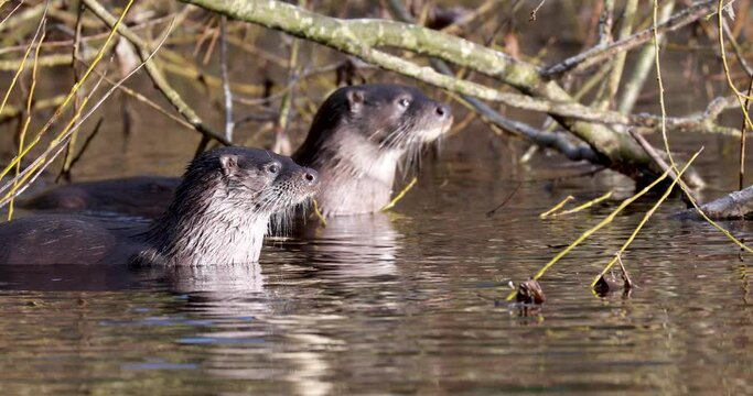 Euroasian otters, lutra lutra, eating, posing on a river during winter in scotland. 
