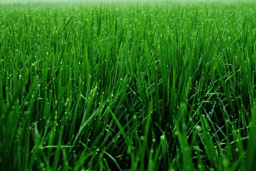 the rice in the morning so fresh, with dew clinging to them