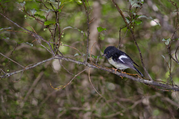 South Island tomtit Petroica macrocephala macrocephala. Male. Fiordland National Park. Southland. South Island. New Zealand.
