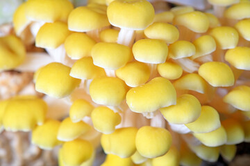 Cultivated golden mushroom on a farm in North China