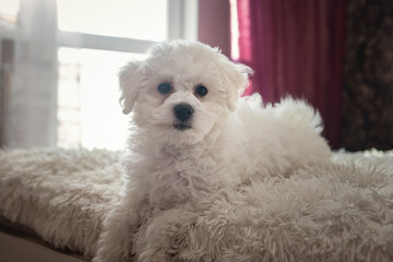 A little white Bichon Frize look in camera indoors. Bolognese puppy
