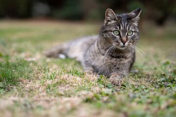 Naklejka na ściany i meble The cat is resting on the grass. Stroll. Homeless animals