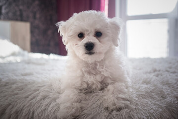 A little white Bichon Frize look in camera indoors. Bolognese puppy