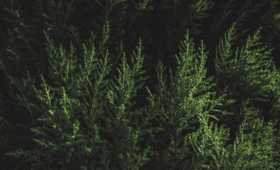 Pine leaf in dark blue tone for background