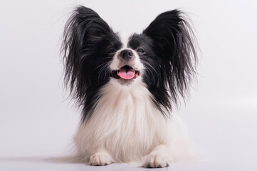Portrait of cute eared dog Spaniel Continental Papillon on a white background