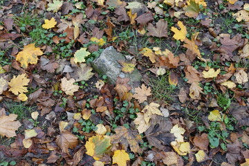 Brown and yellow fallen leaves and grey concrete slab in October