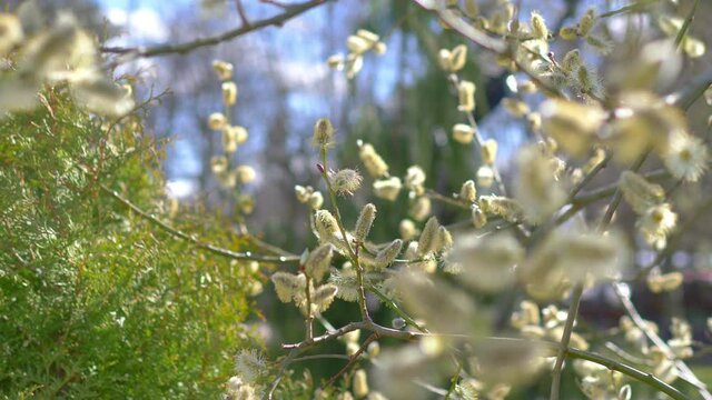 Catkins on the tree in 4k slow motion 60fps
