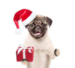 Pug puppy  wearing a red christmas hat holds gift box. isolated on white background