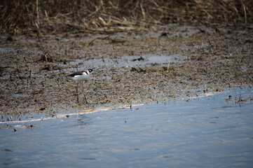 Stilt in Spring Refuge