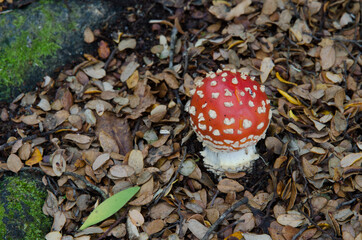 Fly agaric Amanita muscaria. Fiordland National Park. Southland. South Island. New Zealand.