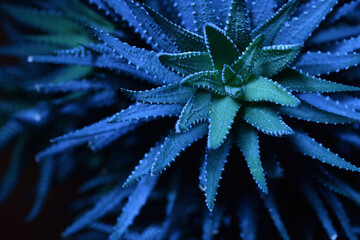 Top view of haworthia succulent plant in blue on black background