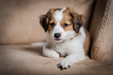 Kooikerhondje puppy