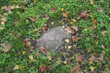 Greenery, fallen leaves and grey stone in October