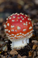 Fly agaric Amanita muscaria. Fiordland National Park. Southland. South Island. New Zealand.