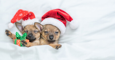 Funny Toy terrier puppies wearing red santa's hat sleep with gift box under a warm white blanket on...