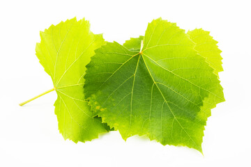 Grape leaf grape leaf with white background