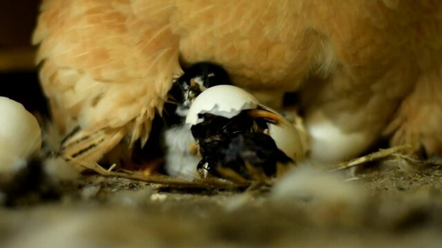 Newborn chicken hatching from egg, Little baby chick and egg shells,Chicks in the nest with mother chicken.