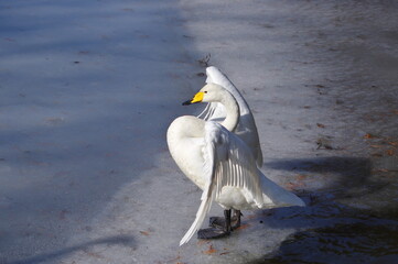 厳しい寒さを避けて越冬で飛来地へと渡ってきた、美しい白い羽毛のオオハクチョウ