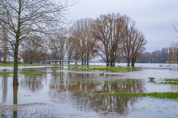 View of a meadow flooded by the Rhine in Wiesbaden / Germany