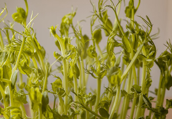 White background on which grown microgreens, small stubs of peas.