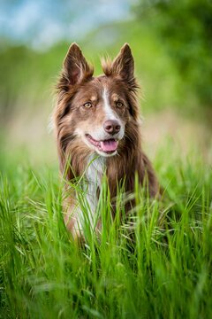 Border Collie  in the grass