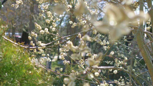 Catkins on the tree in 4k slow motion 60fps